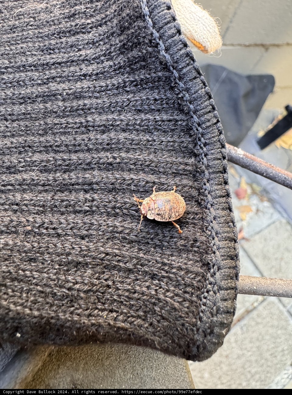 **Unexpected July Visitor**