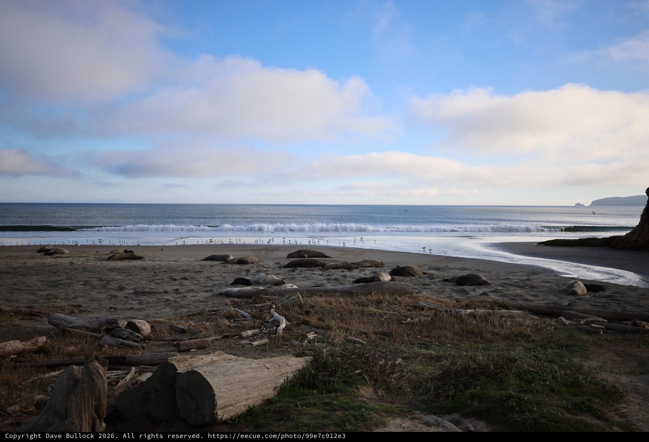 Elephant Seals Resting on Drakes Beach at Sunset
