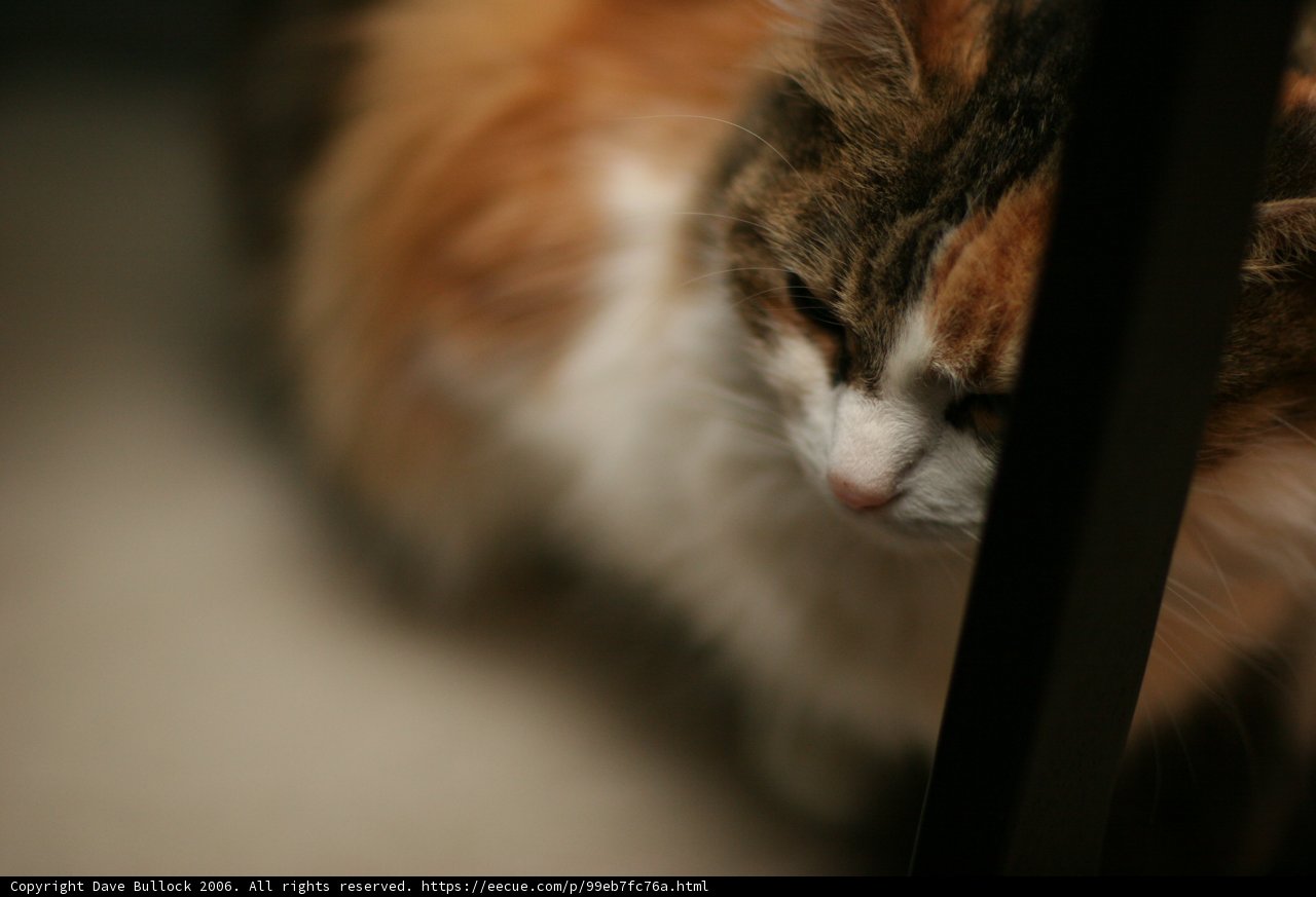 Curiosity of Two Feline Friends