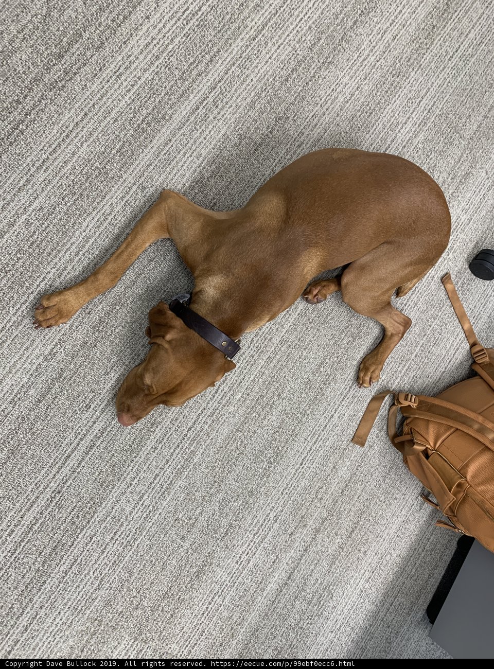 Laidback Vizsla