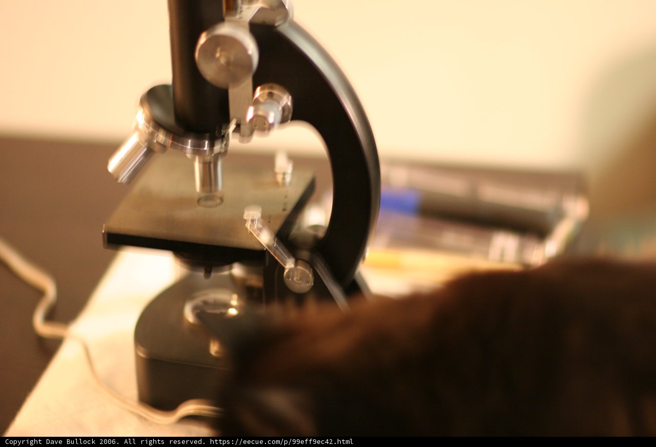 Feline Scientist