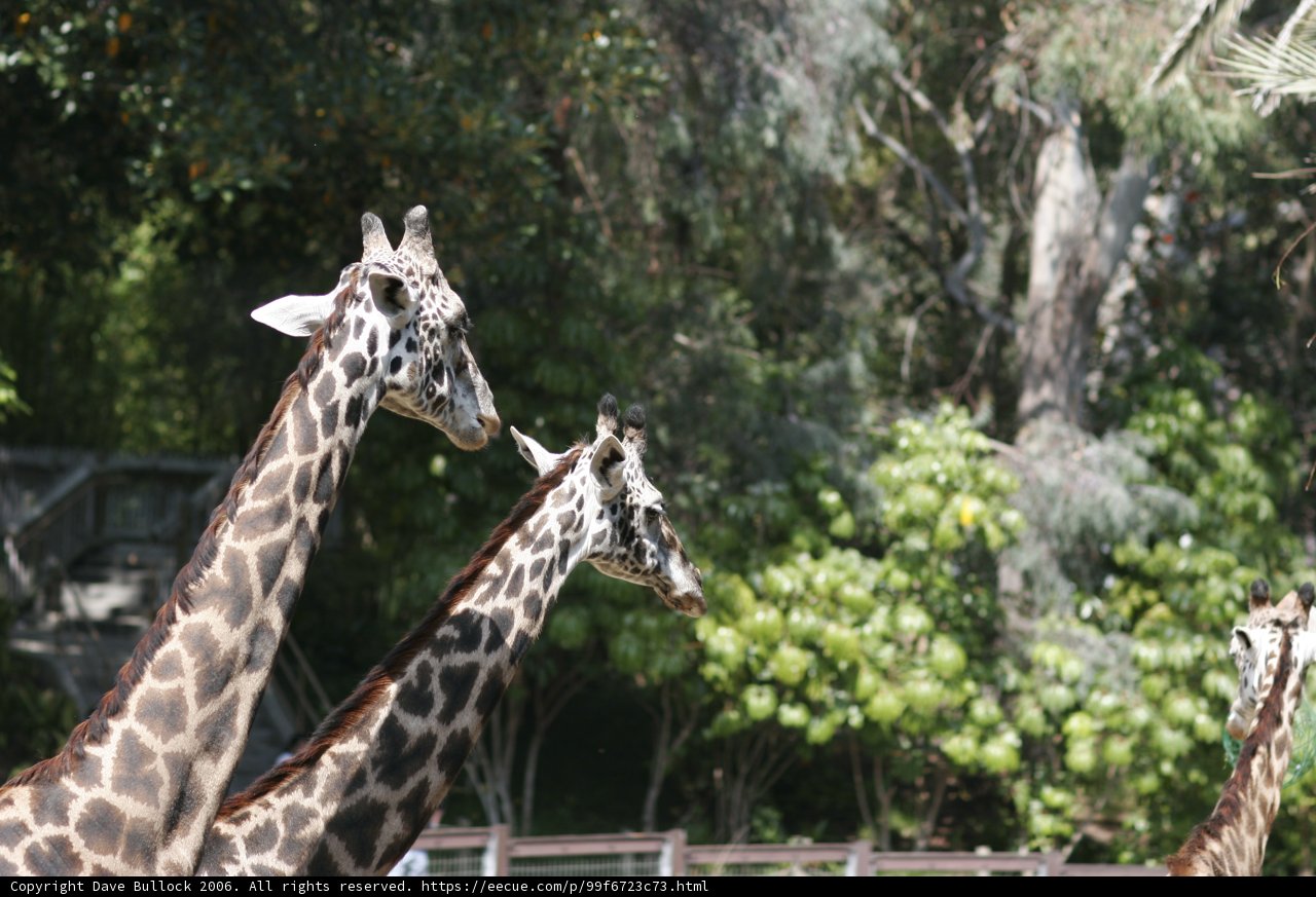 Up Close and Tall: Three Majestic Giraffes at the Zoo