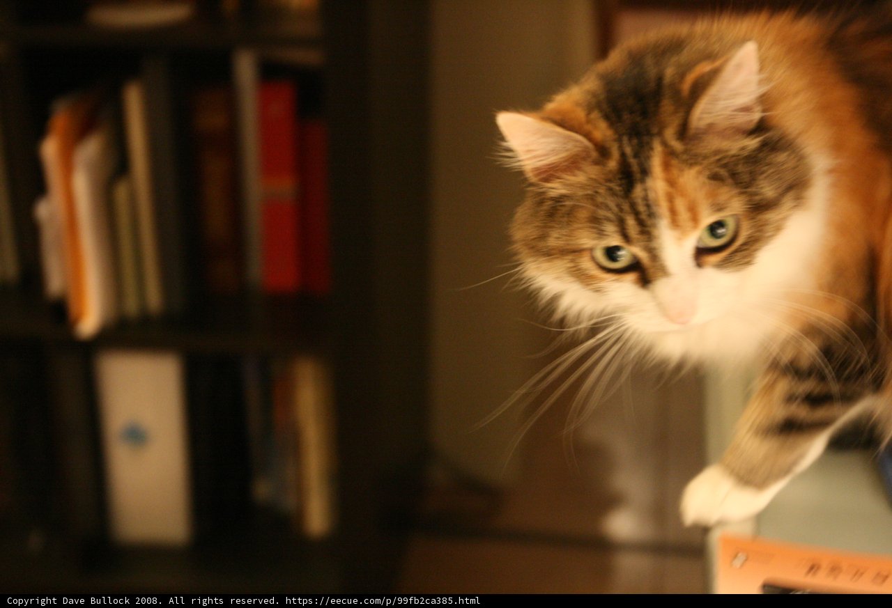 Tabletop Feline
