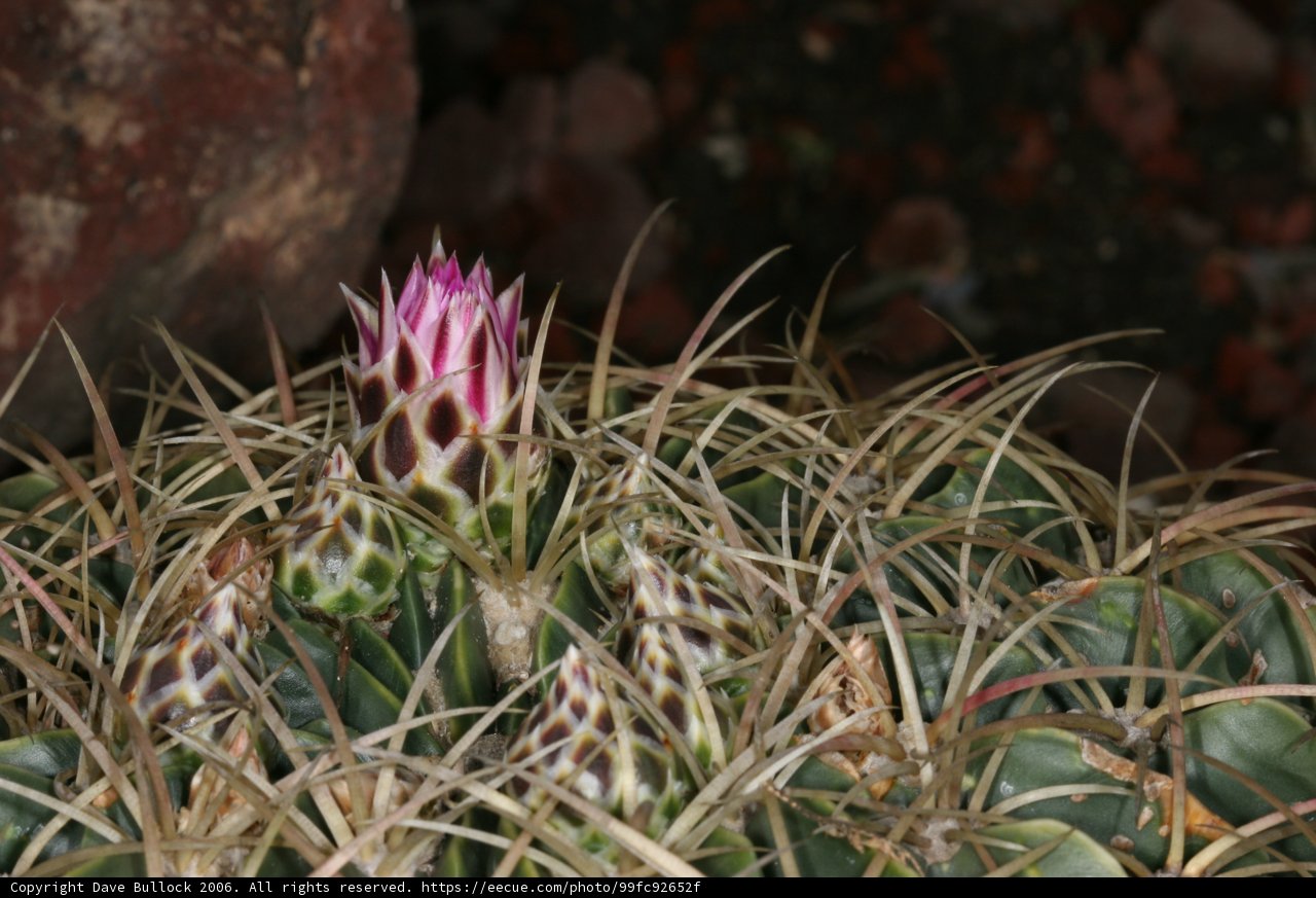 Desert Beauty
