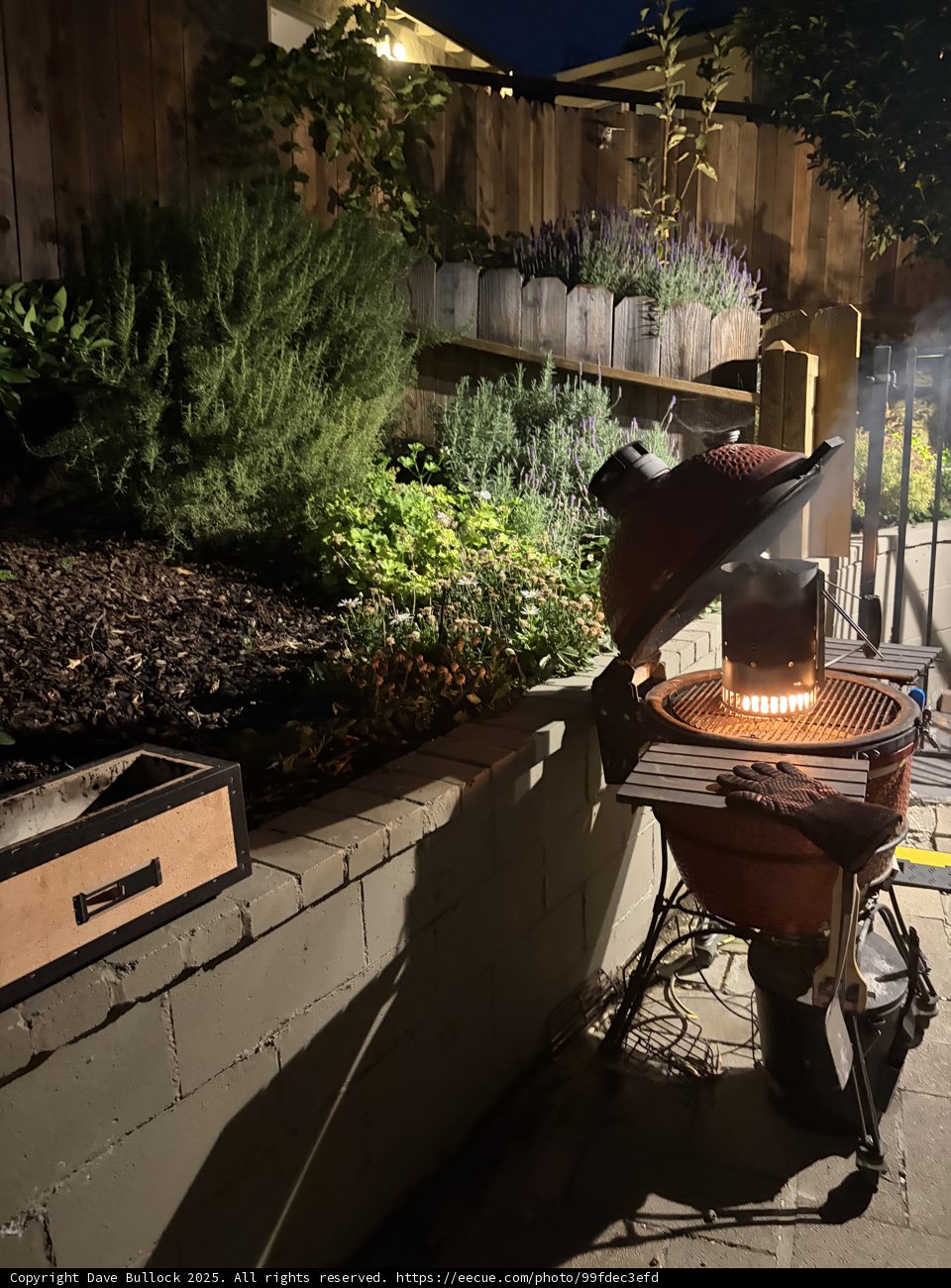 Evening Glow in the Backyard