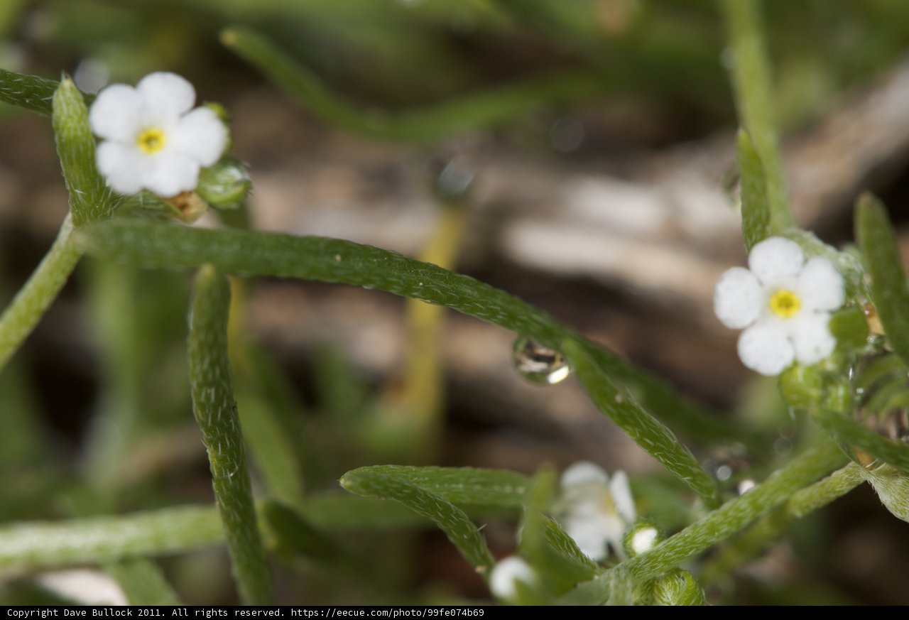 Delicate Blooms
