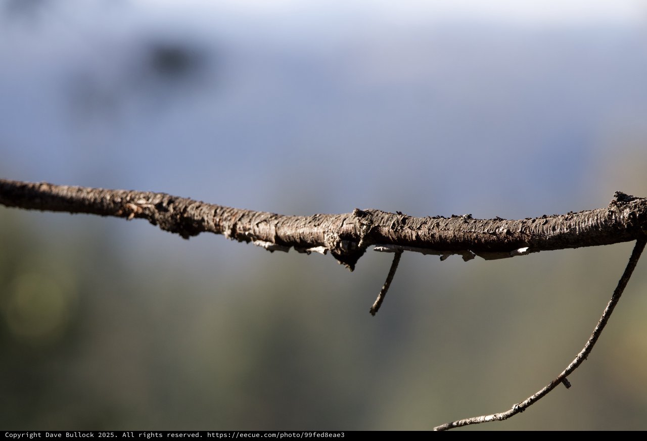 Lichen-Covered Branch Detail in Winter Landscape