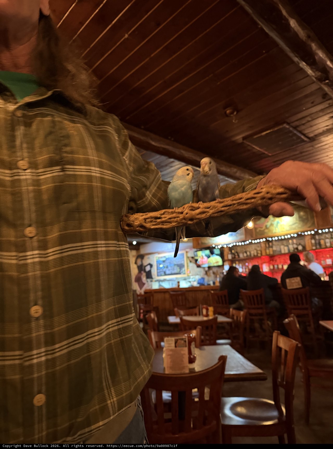 Pet Birds on Perch in Rustic Restaurant