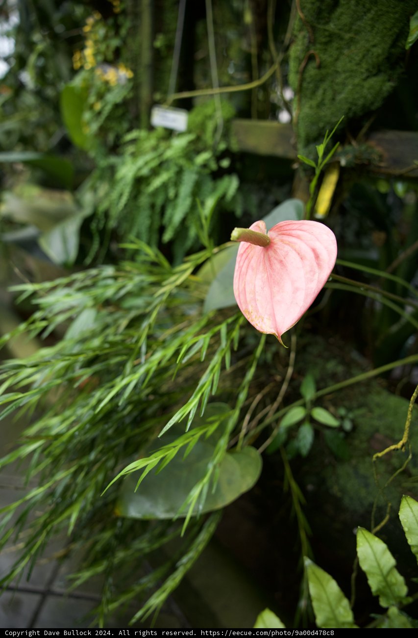 Anthurium Elegance at Golden Gate Park