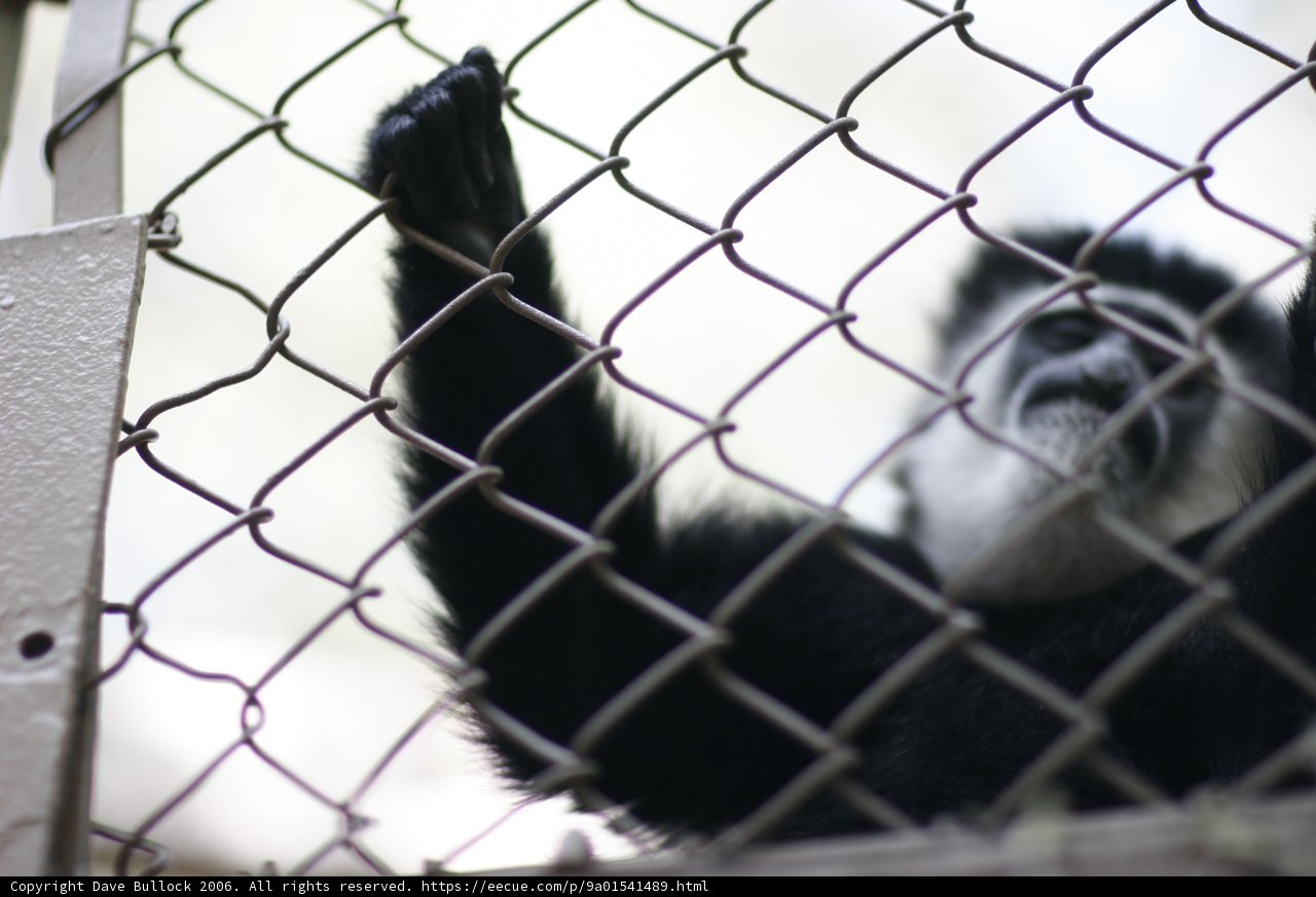 Monkeys Behind Bars