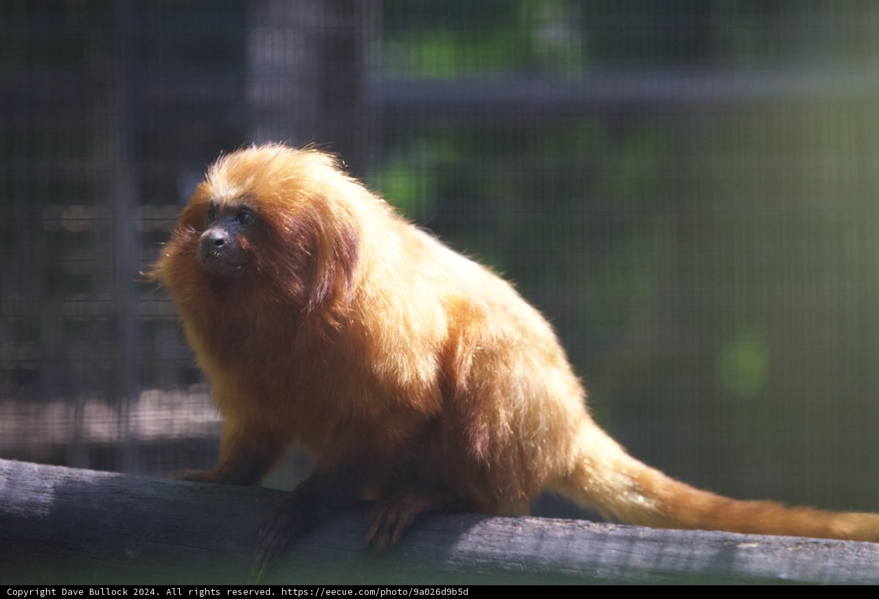 Golden Gaze: A Moment with a Monkey at Honolulu Zoo