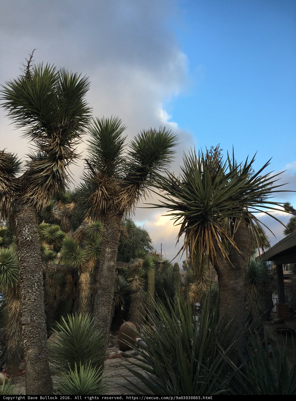 Majesty of the Agavaceae