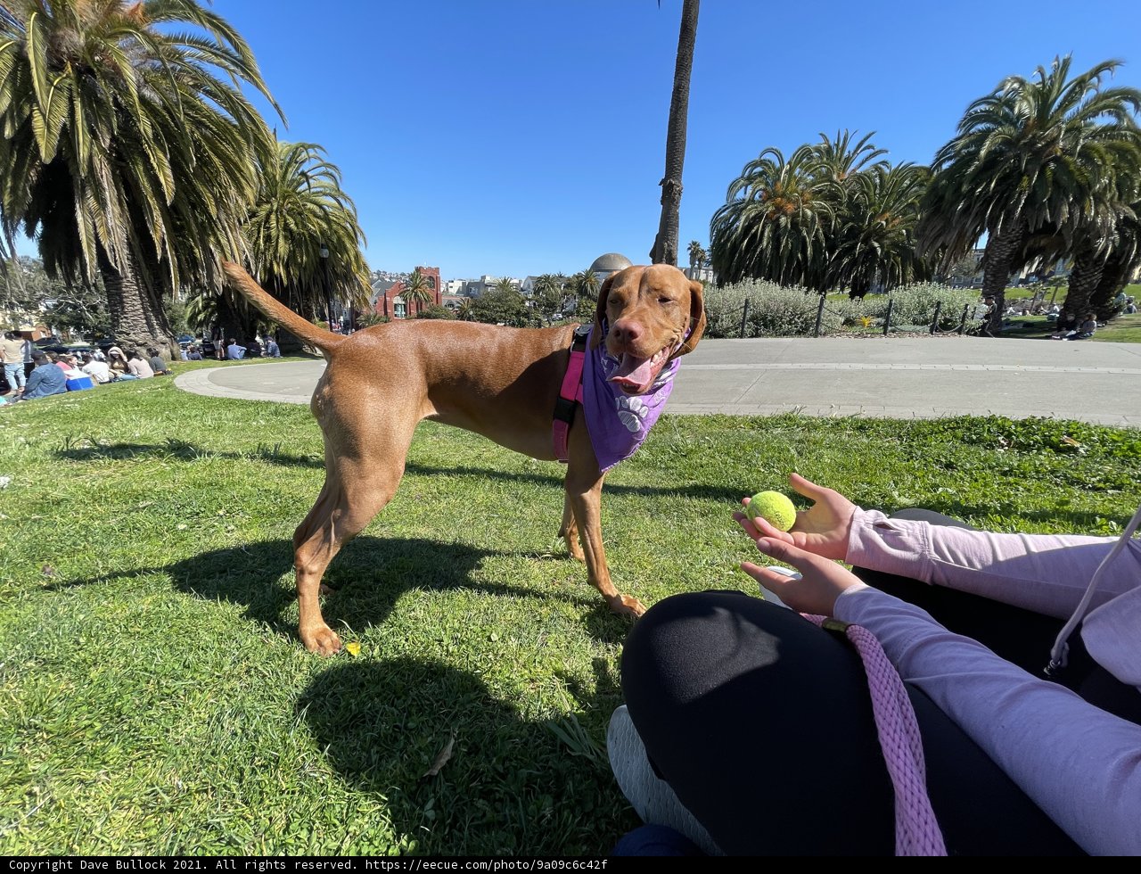 Purple Bandana Pup enjoys SF summer