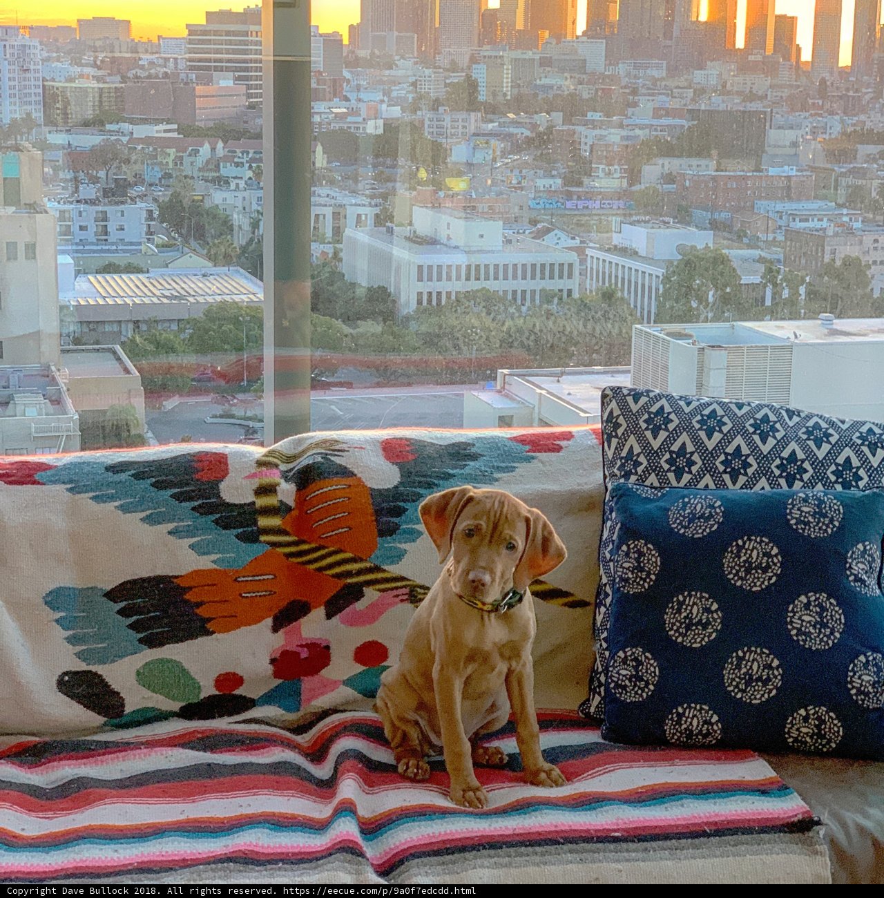 Cozy Canine on the Couch