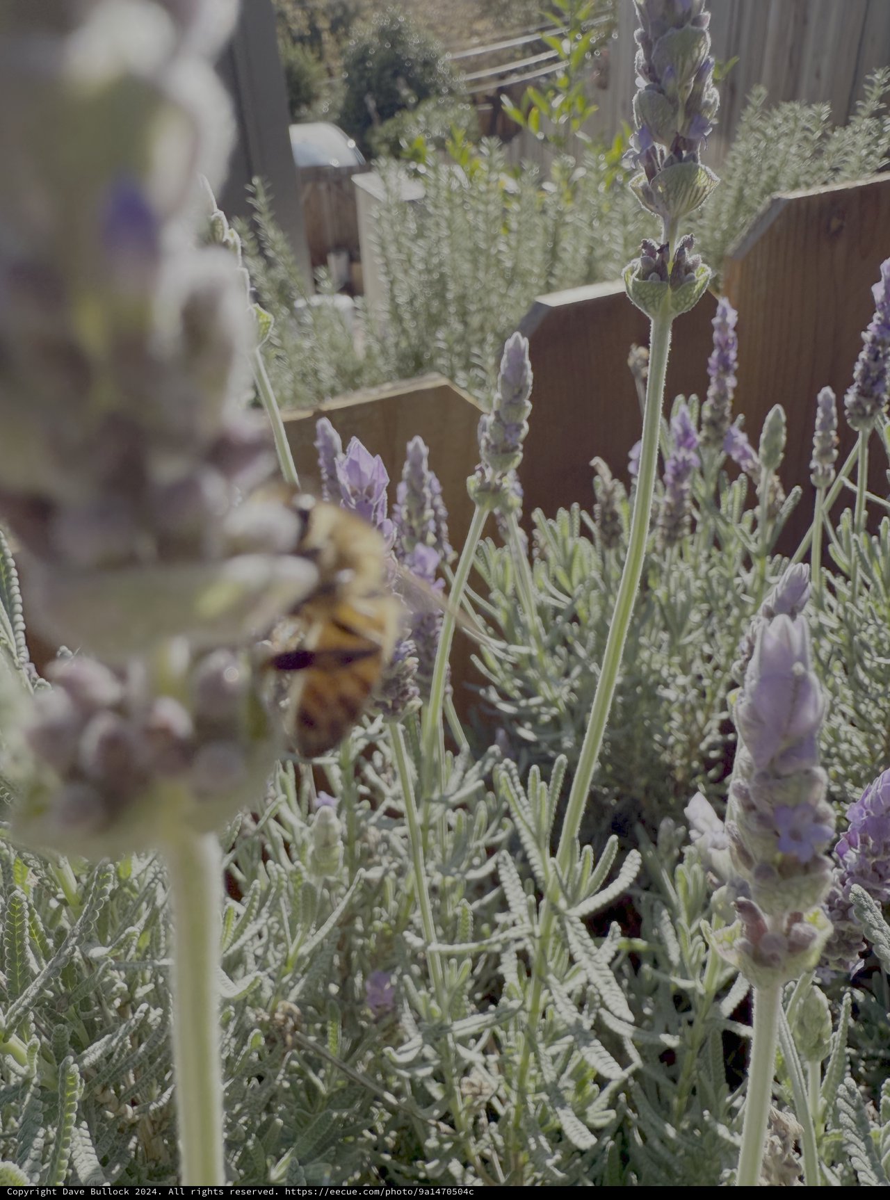 Bee Pollinating Purple Lavender in Garden