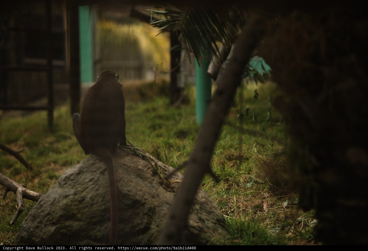 Contemplative Ape: A Day at the Oakland Zoo