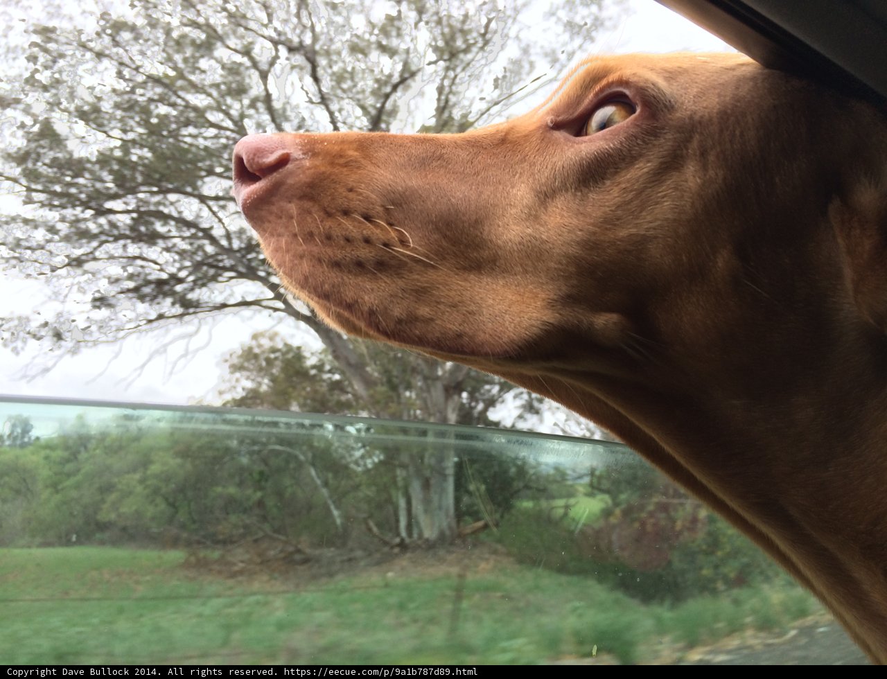 Road Trip with my Canine Companion