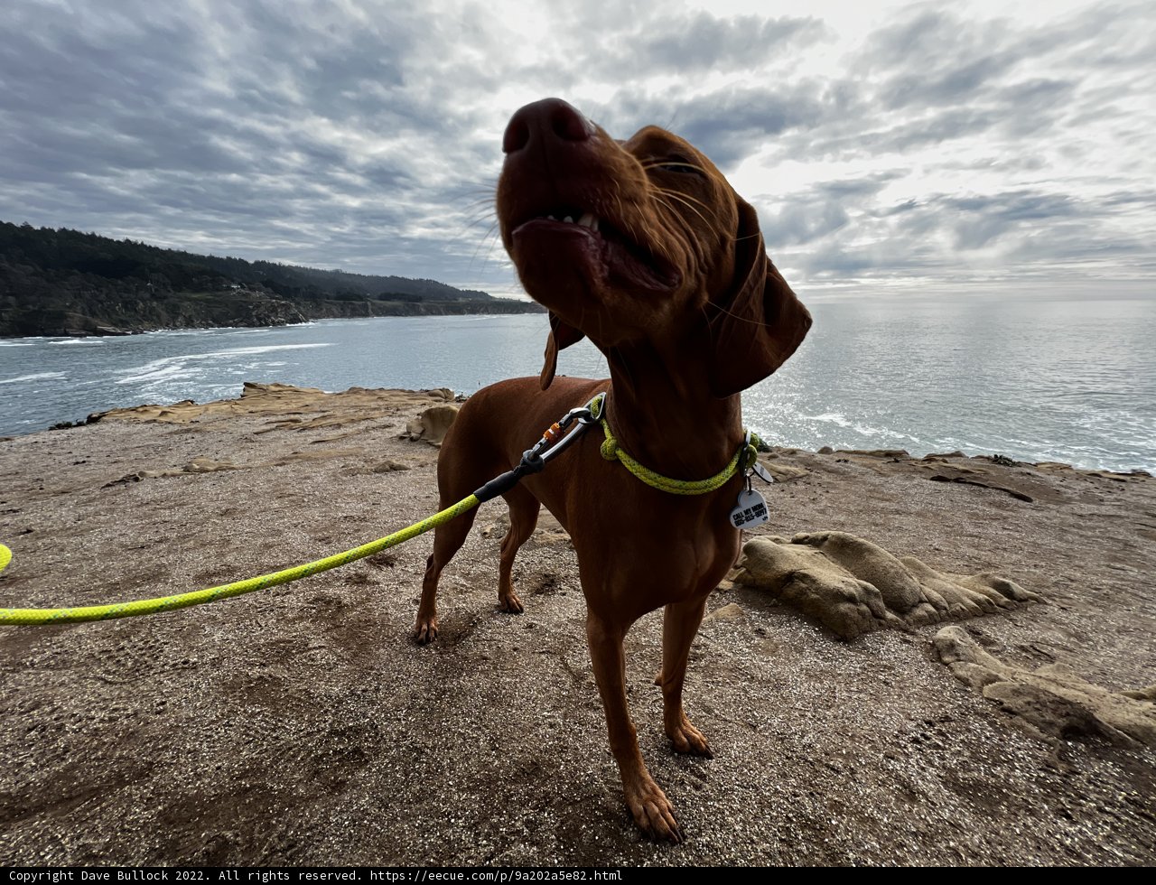 Leashed on the Shore