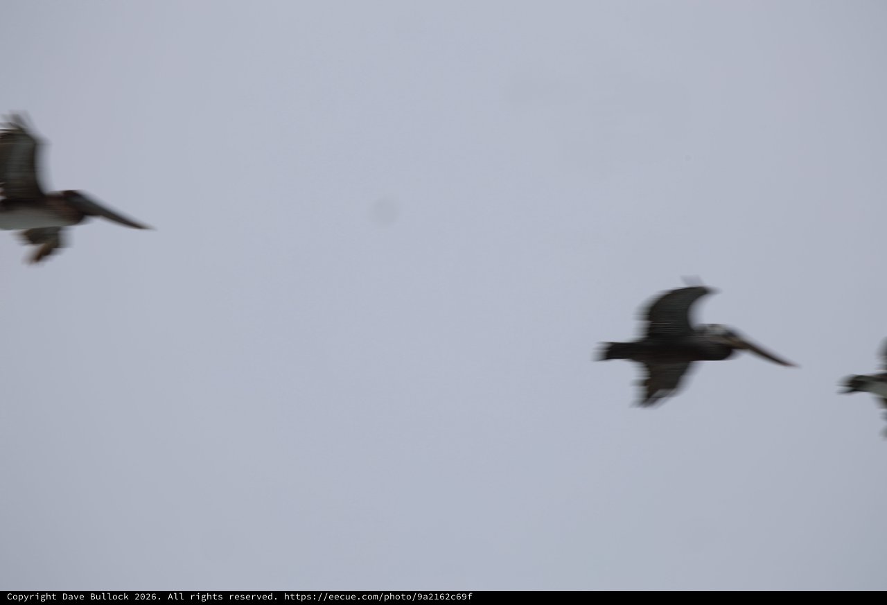 Three Birds in Motion Against Overcast Sky