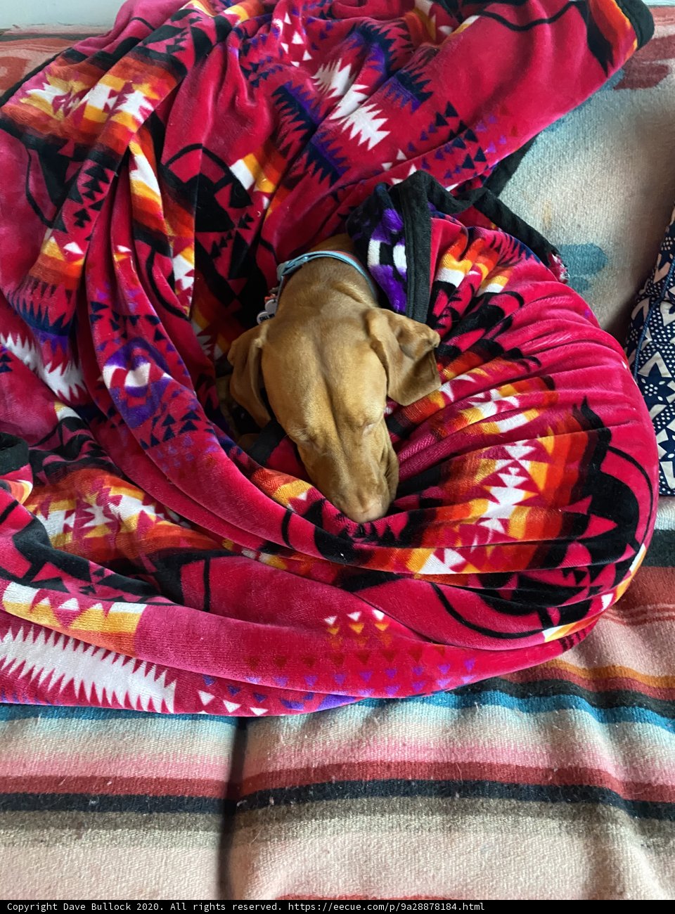 Snoozing Pup on a Cozy Quilt