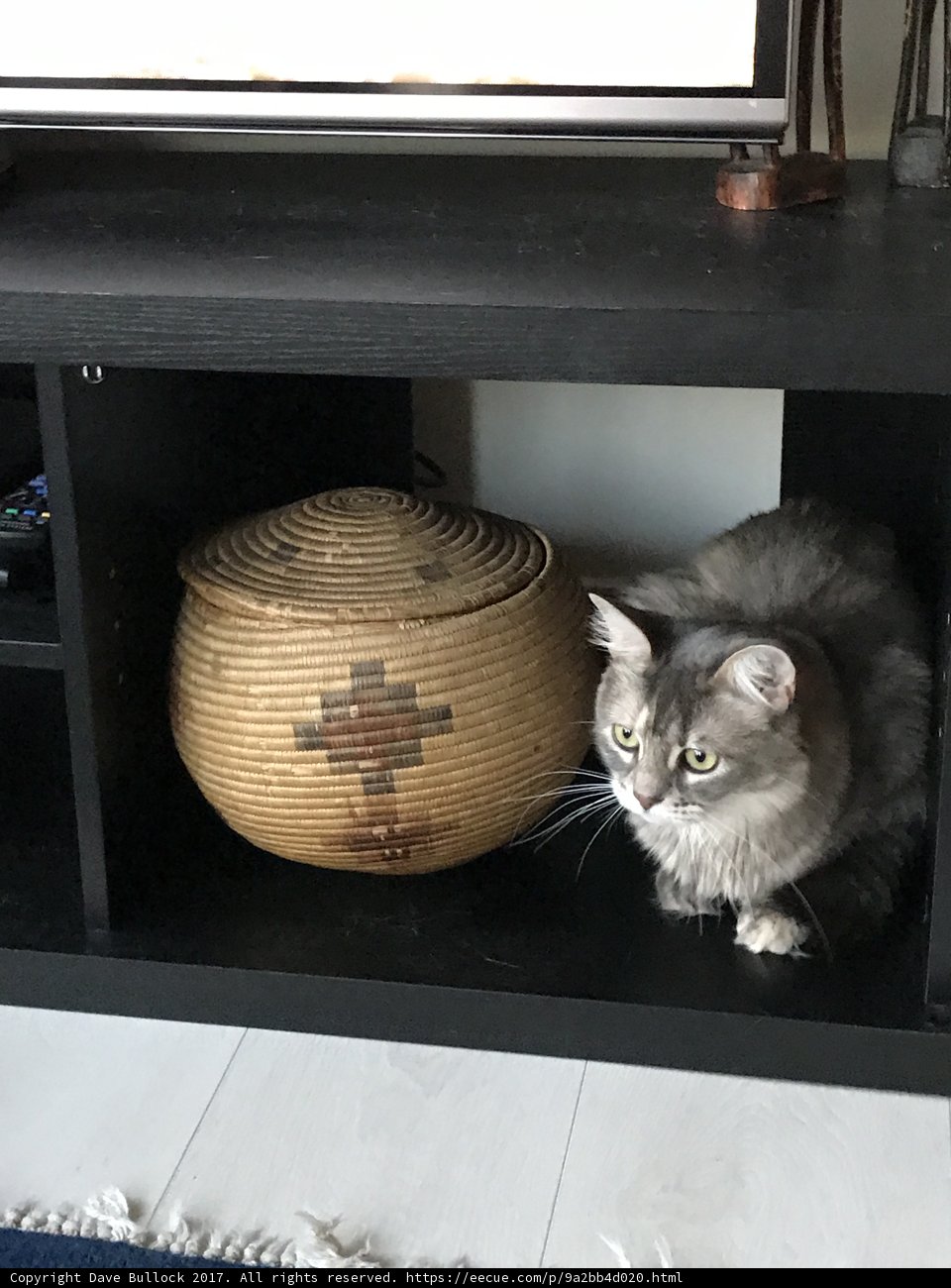 The TV Stand Cat