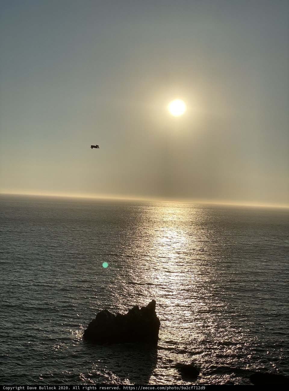 Flight at Sunset