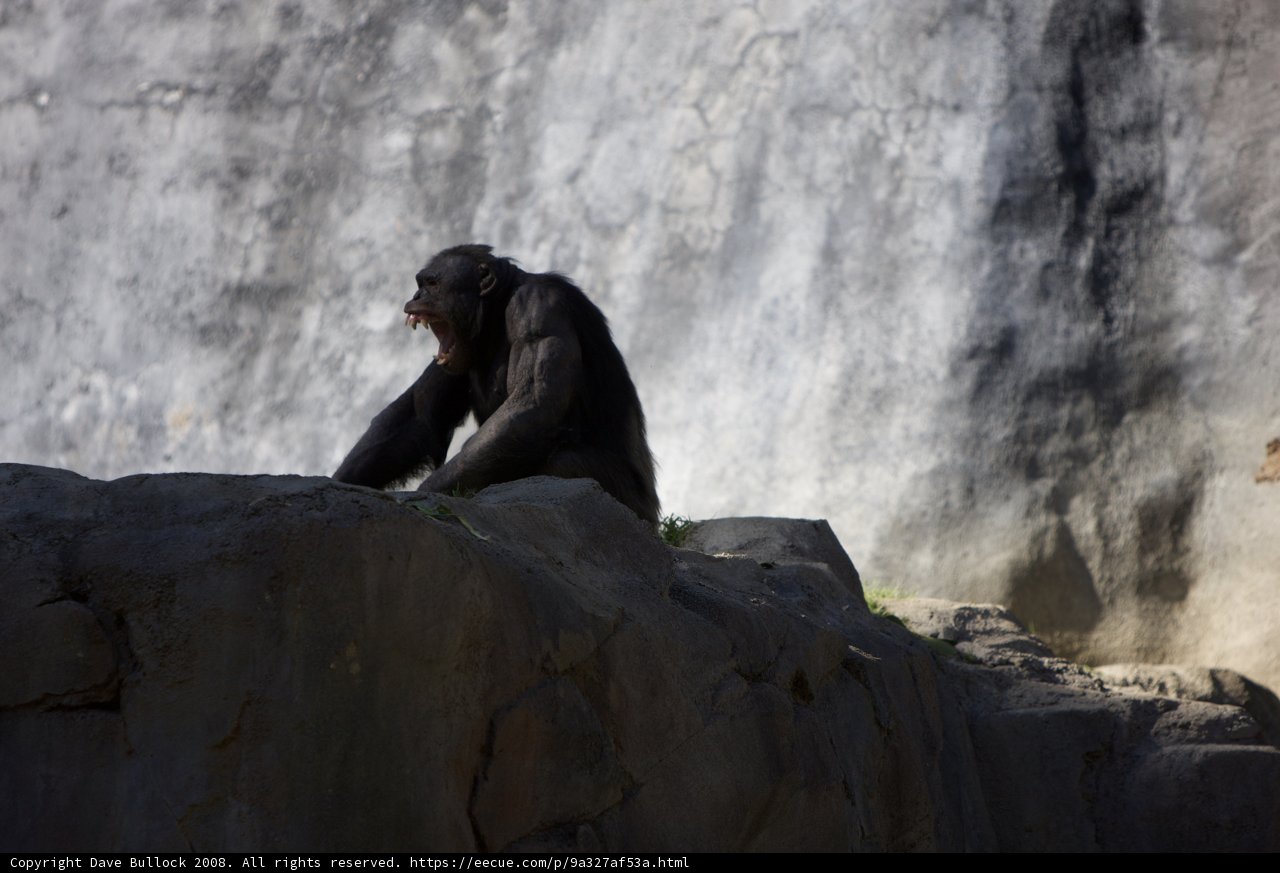 Resting Ape