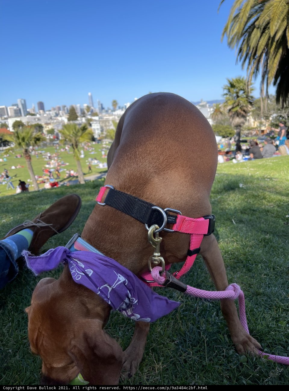 Fashionable Canine at Mission Dolores Park