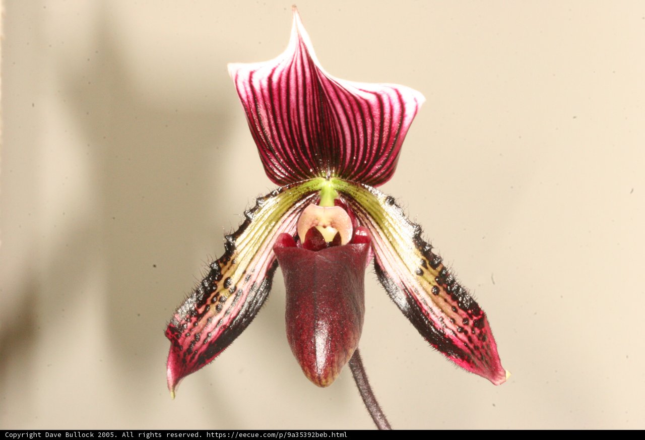 Elegant Orchid with a Long Stem and Petal