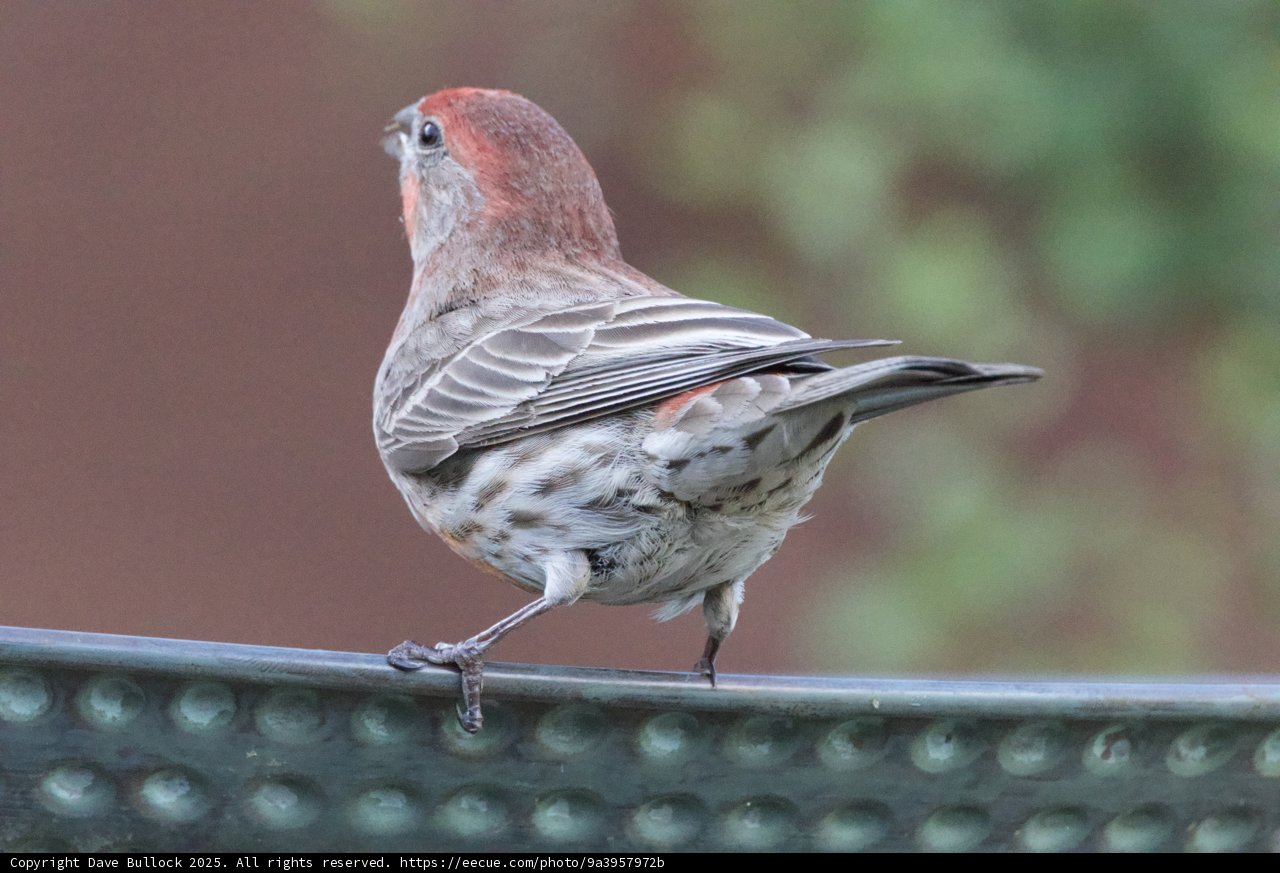 Morning Perch