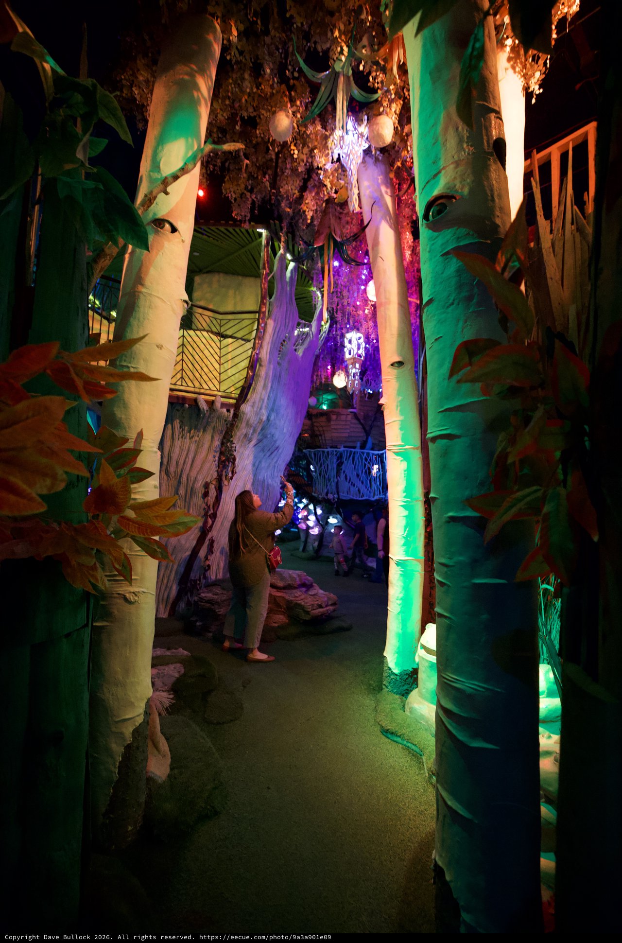 Illuminated Forest Pathway in Immersive Art Installation