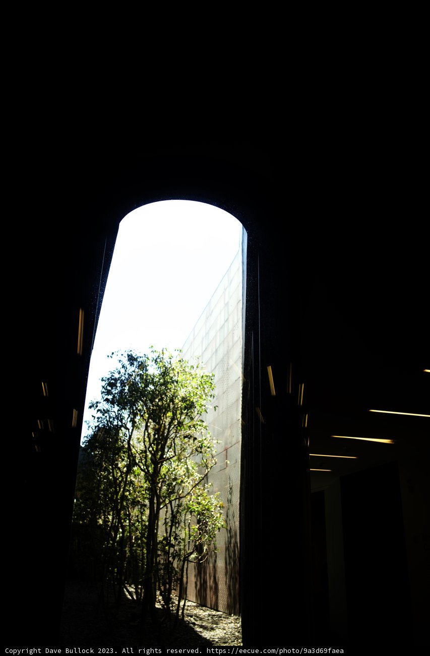 Urban Arboreal Frame