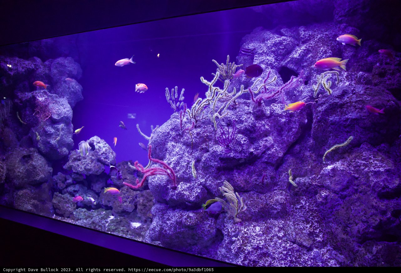 Mesmerizing Depths of Life: Aquarium Visit in 2023