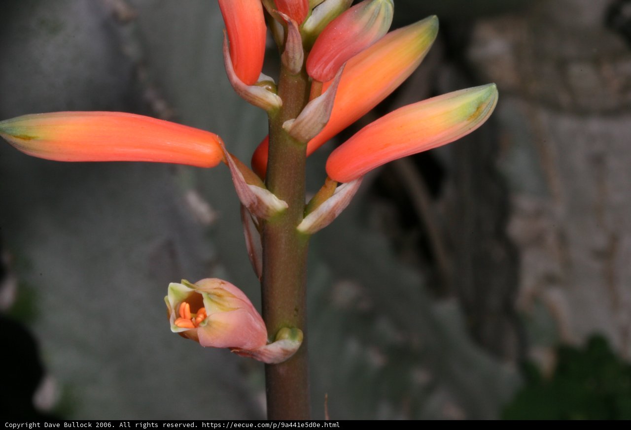 Prickly Petals