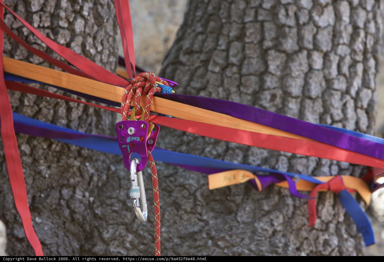 Ribbon Tree