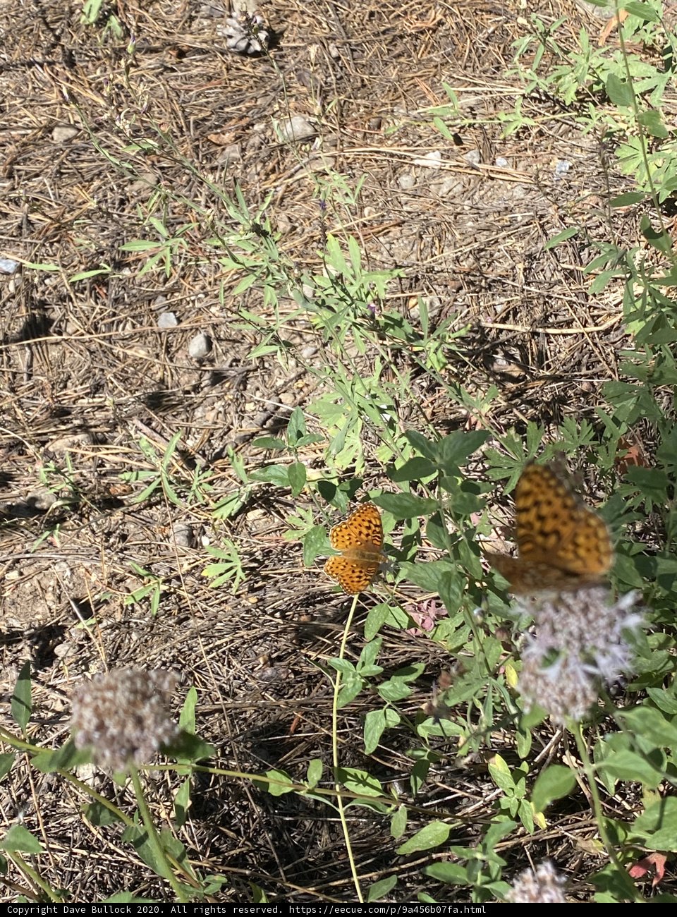 Butterflies amidst Herbal plants