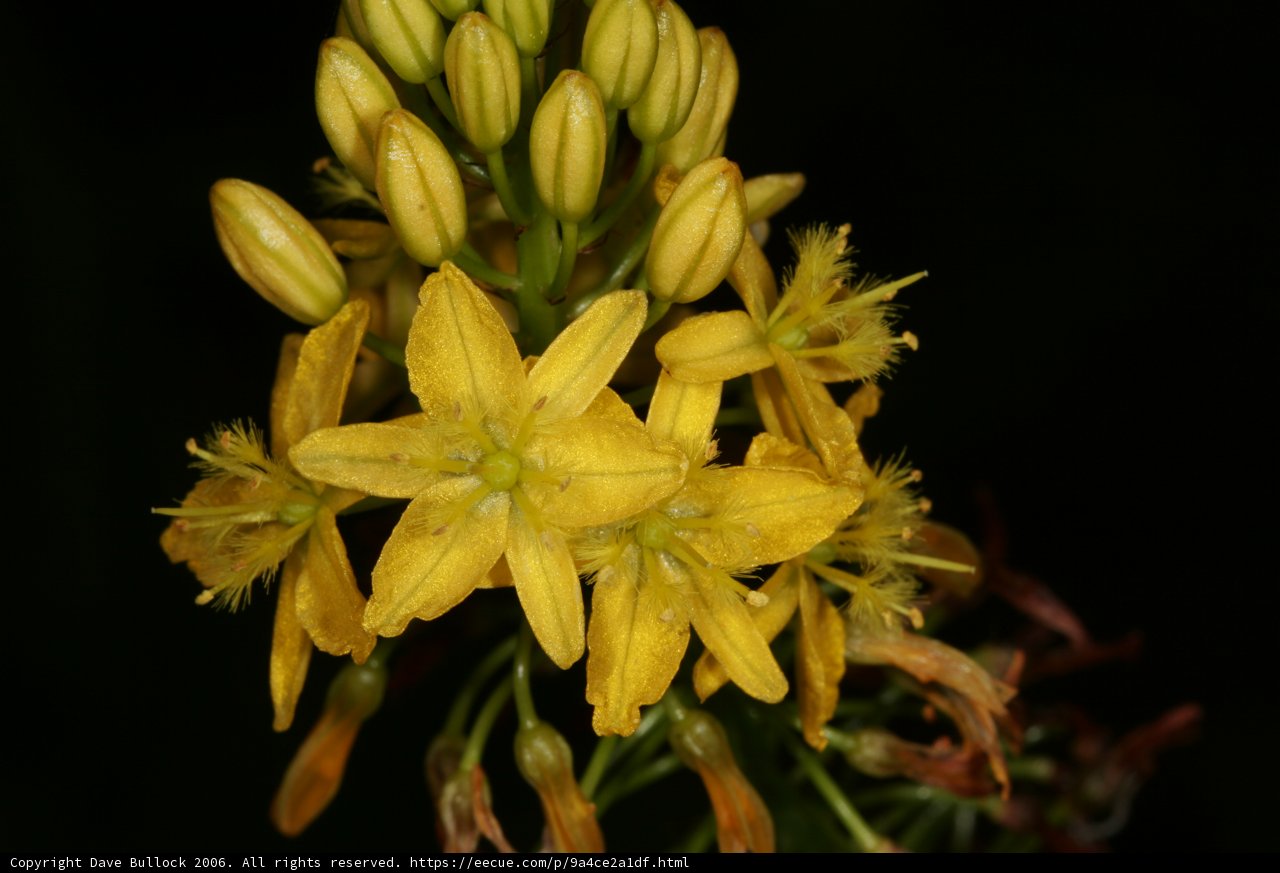 Vibrant Yellow Bloom