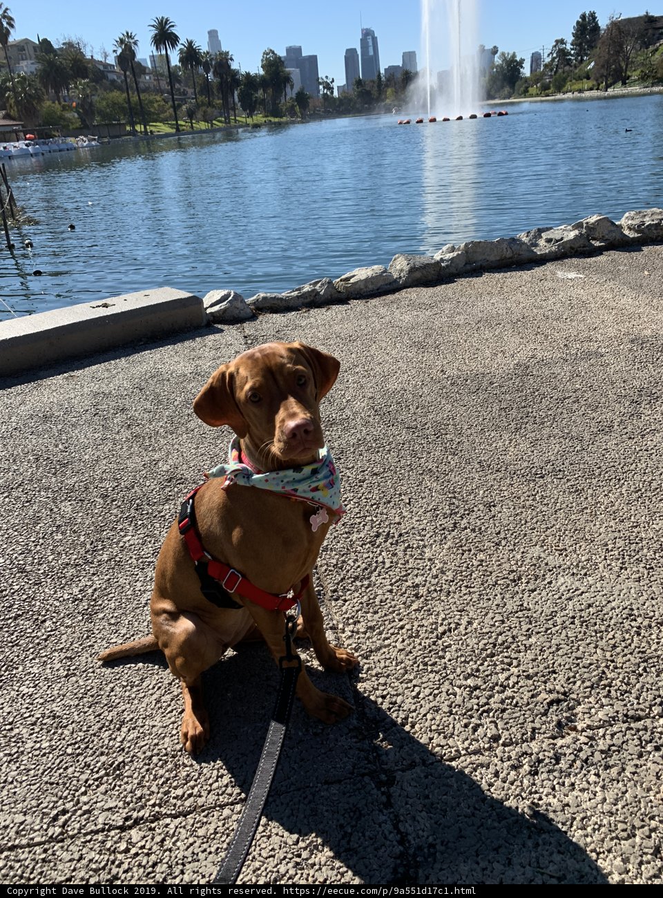 Furry Friend by the Waterfront
