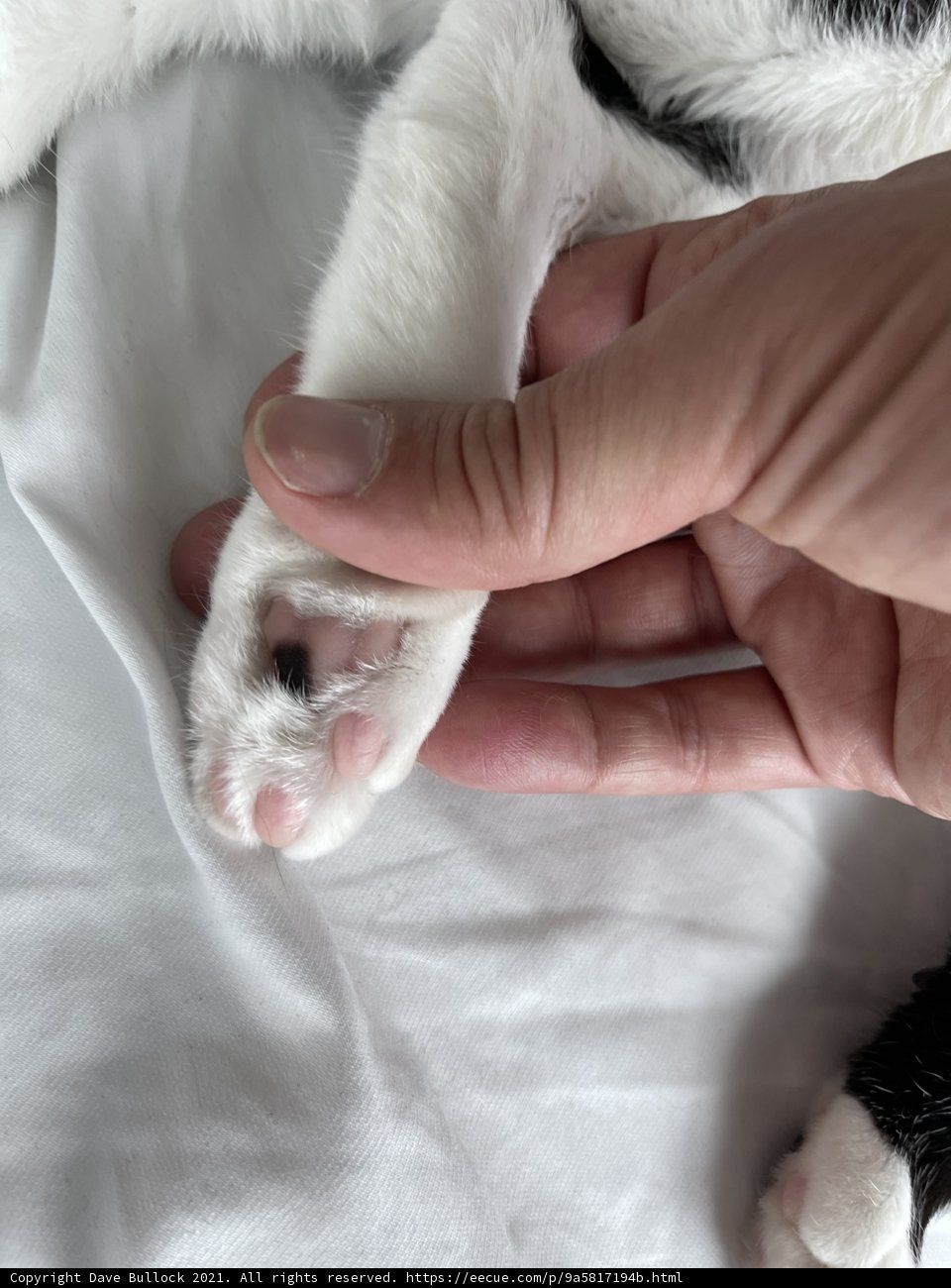 Paw in Hand