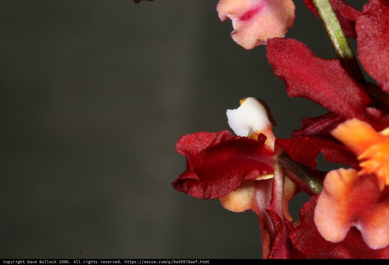 A Fiery Bloom