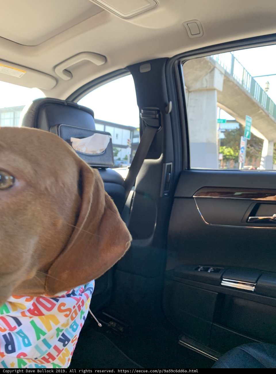 Colorful Canine Fashion