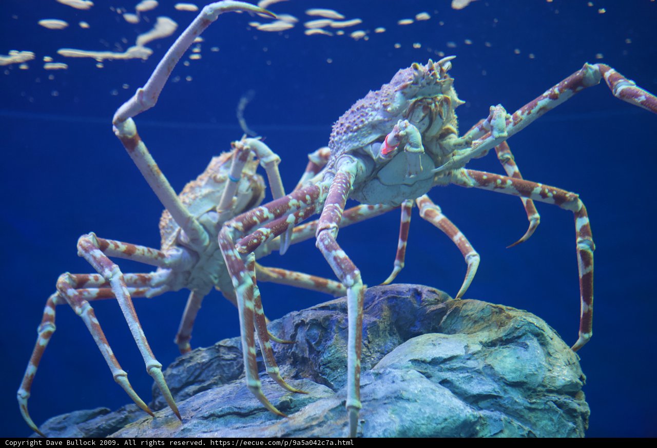 Rockin' Crabs