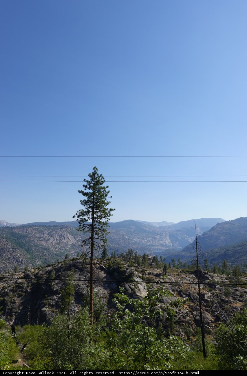 Solitary Fir Tree with Mountain View