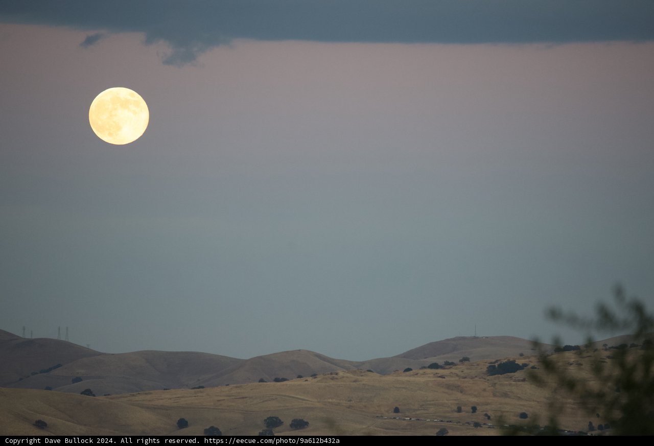 Moonlit Majesty