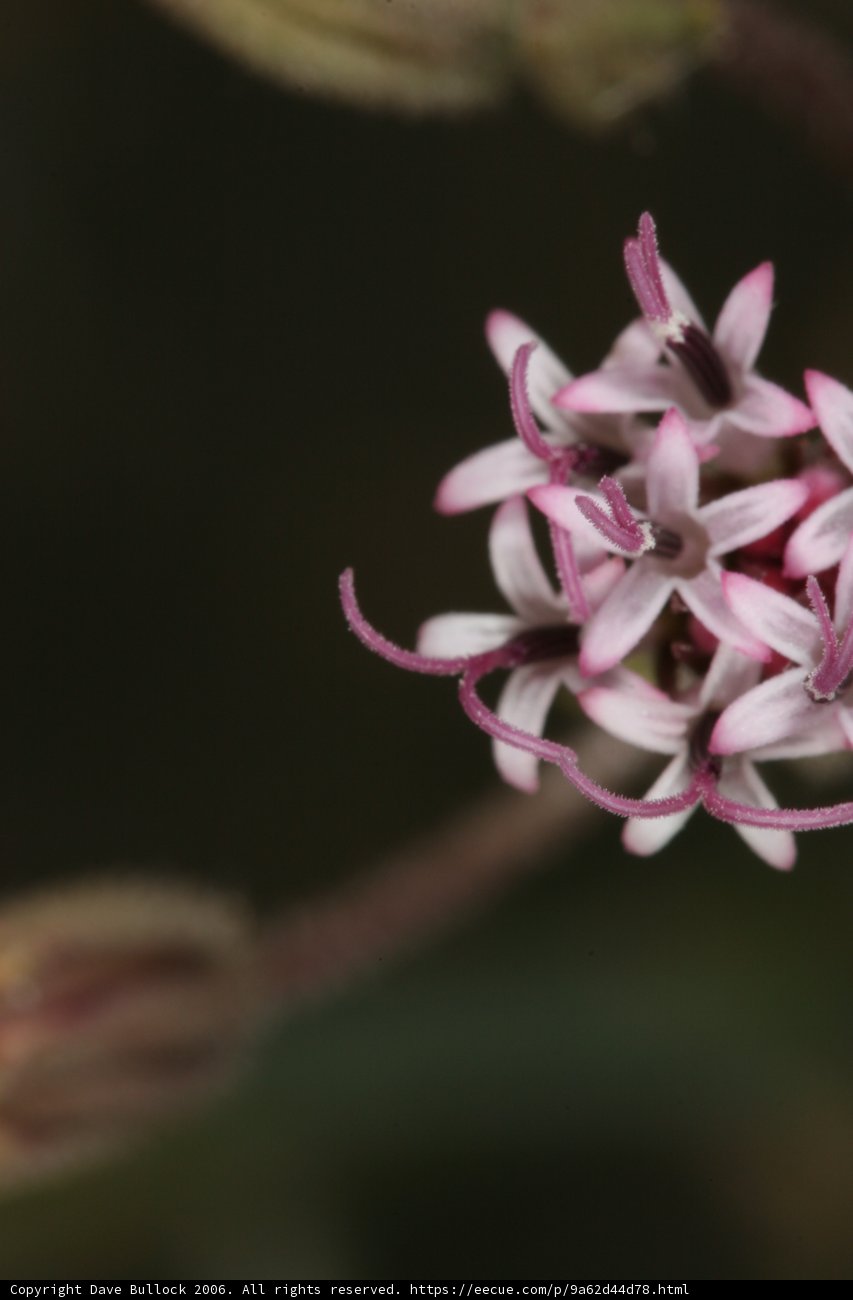 Beautiful Geranium Flower Close-Up