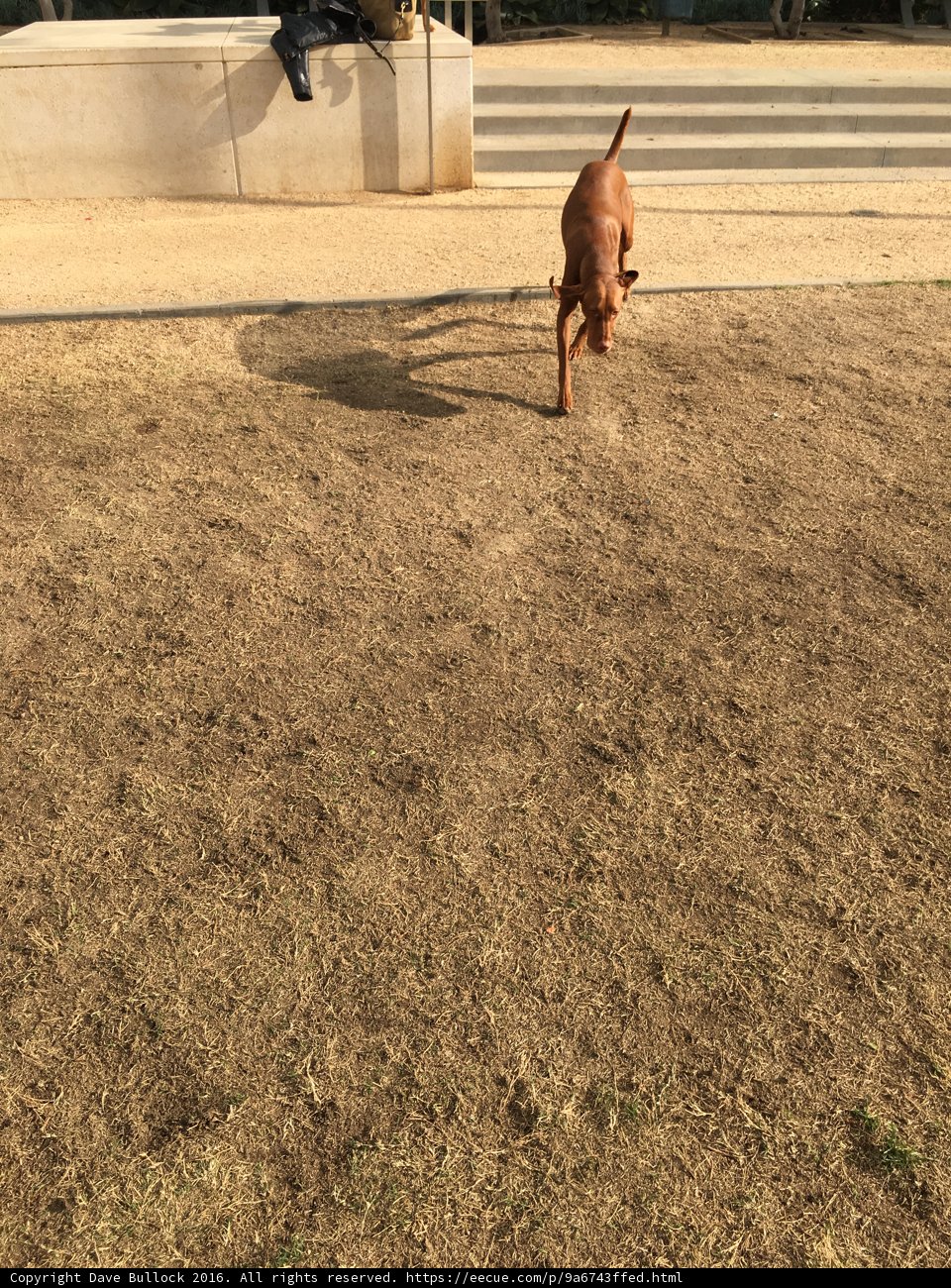 A Canine Stroll at the LAPD