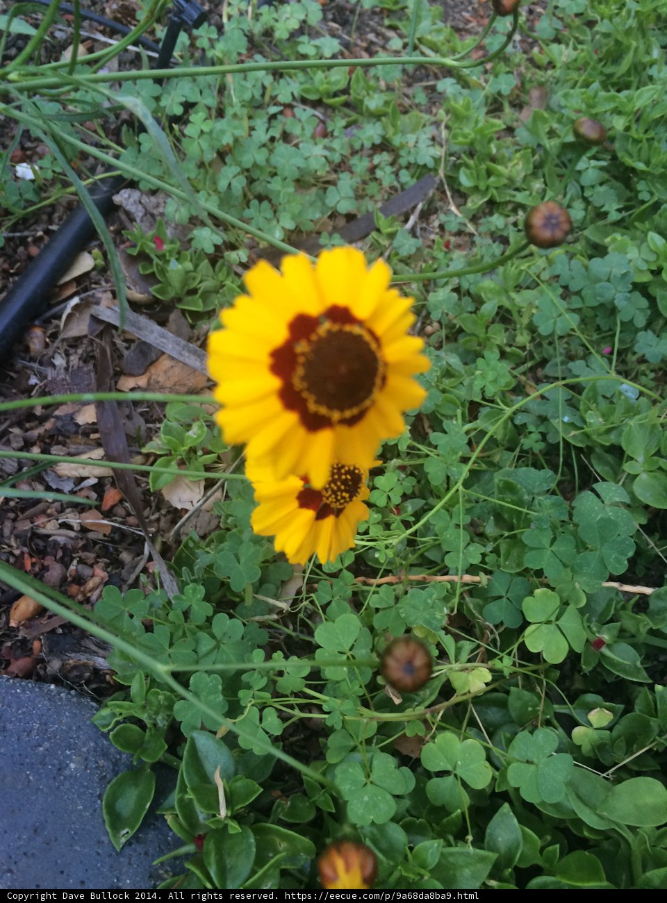 Sunny Treasure Flower in Altadena Field