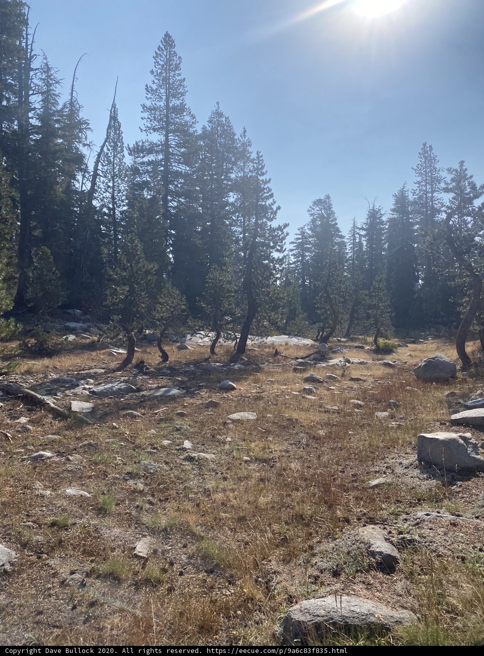 Grove in Desolation Wilderness