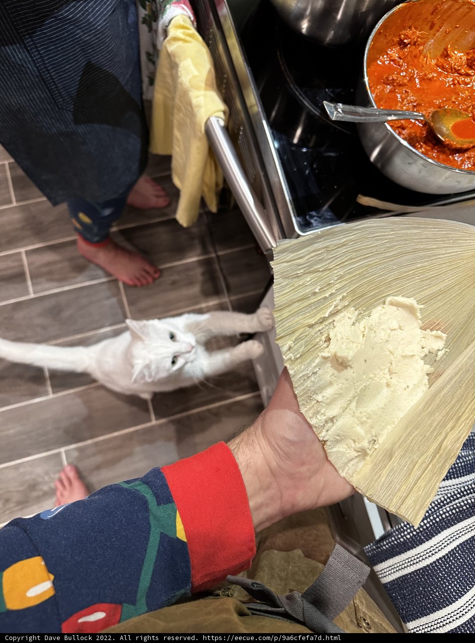 Corn on a Plate Cat