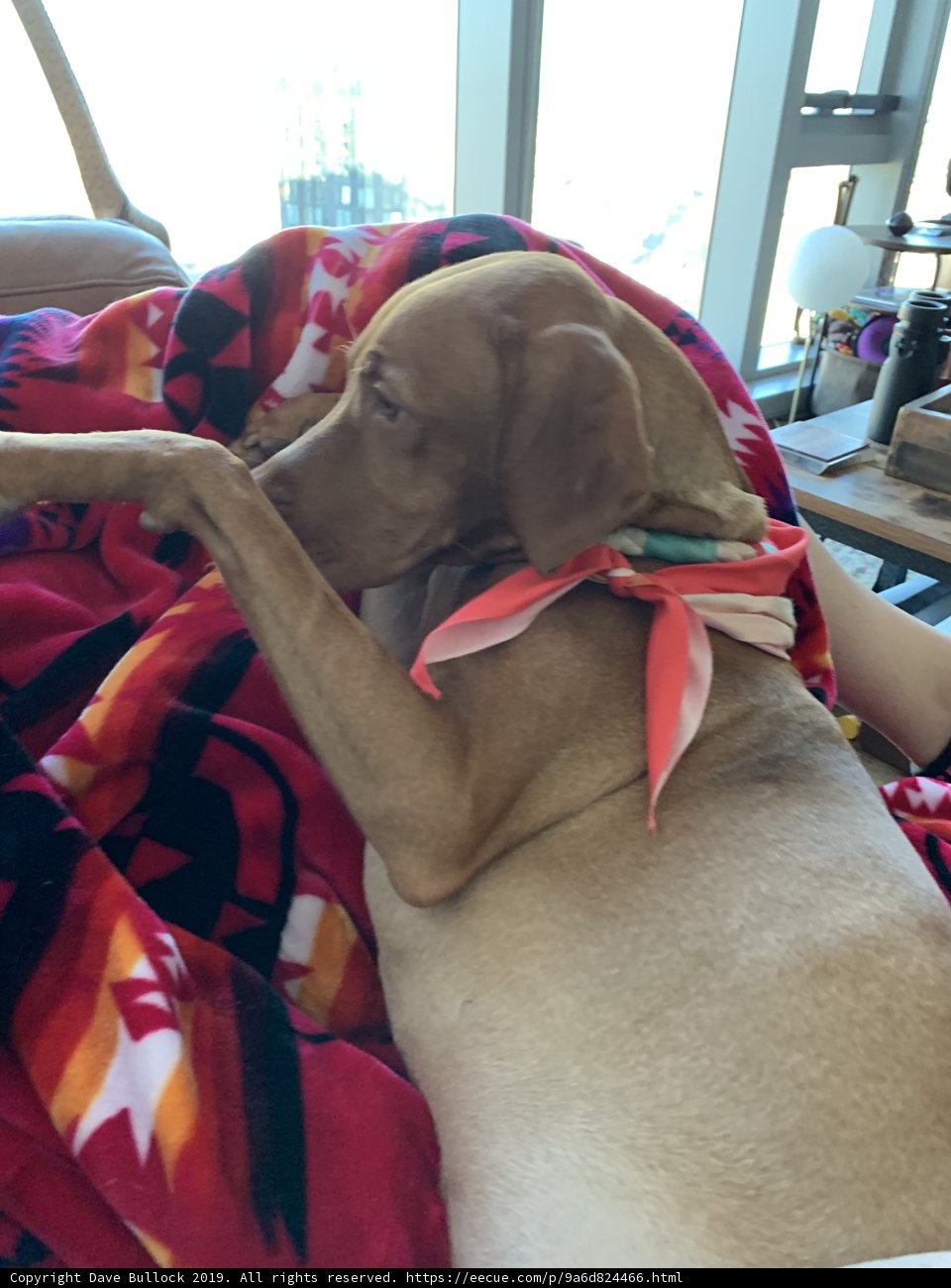 Cozy Canine on a Linen-Covered Couch